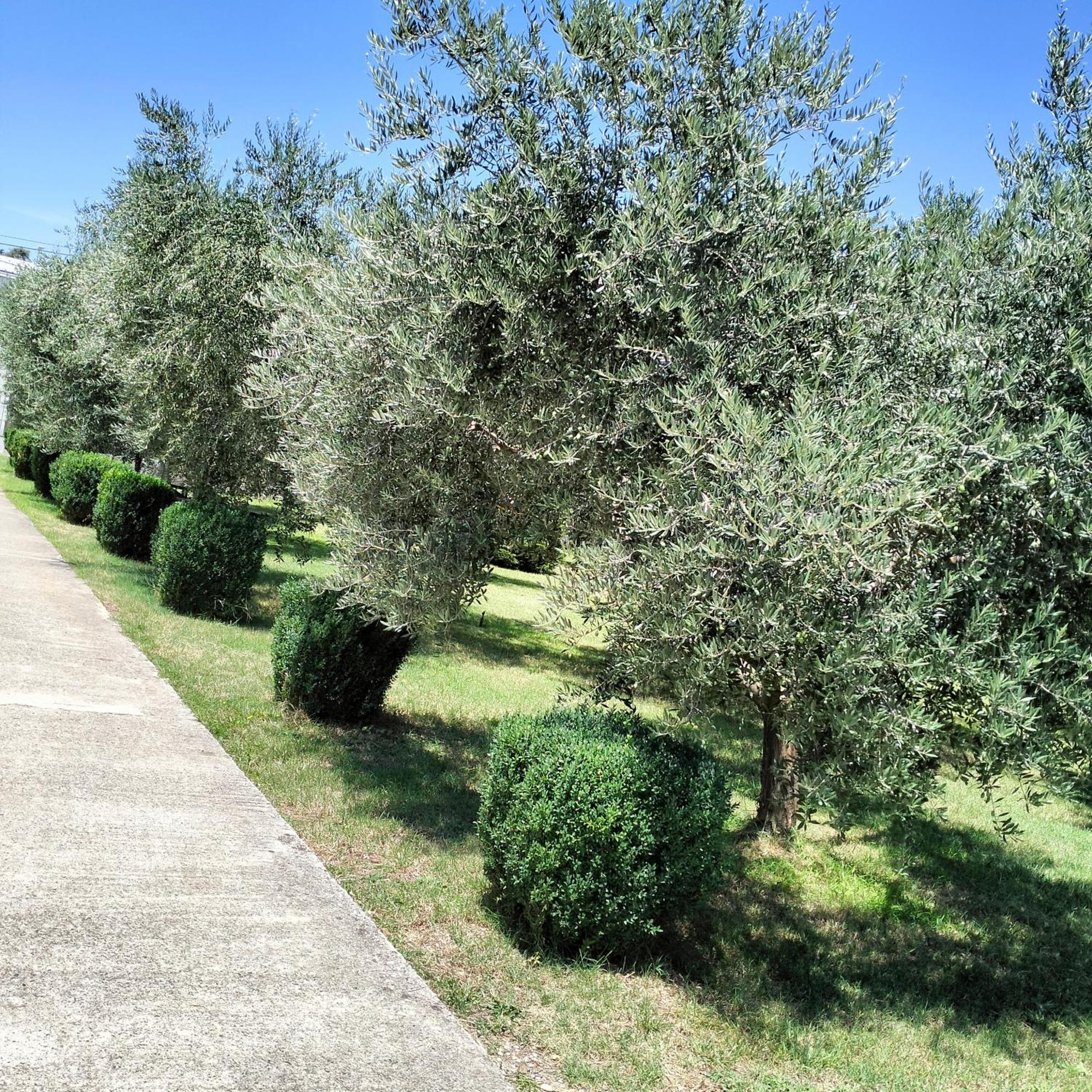 Olive Apartment Podgorica Kültér fotó